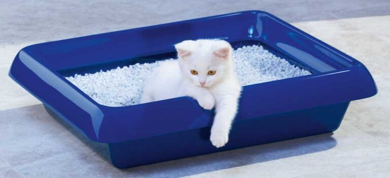 Litière pour chat