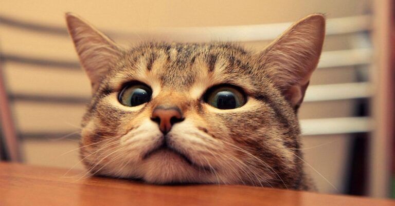 video chat drole