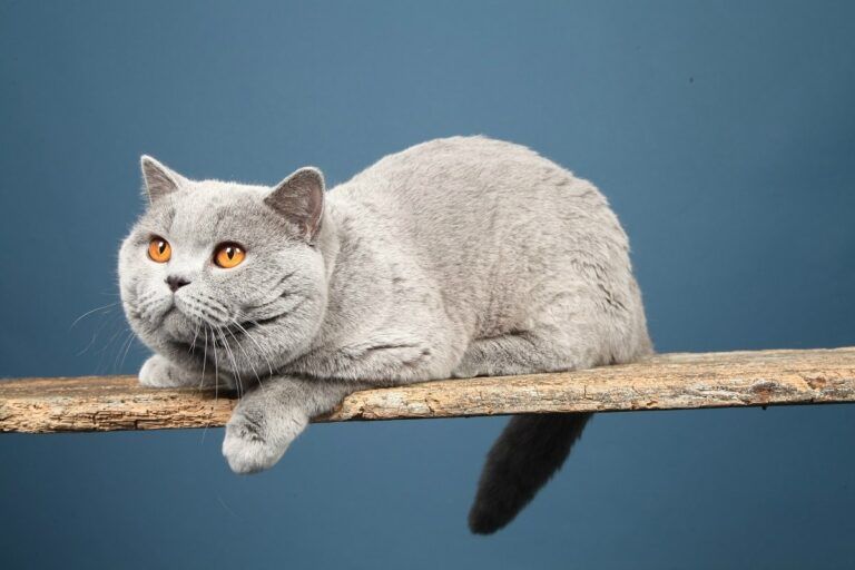 Education du British Shorthair