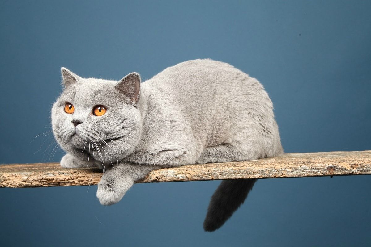 Education du British Shorthair