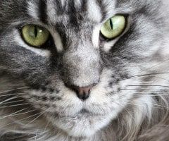 Maine Coon