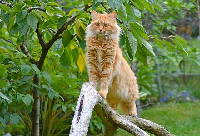 Maine Coon