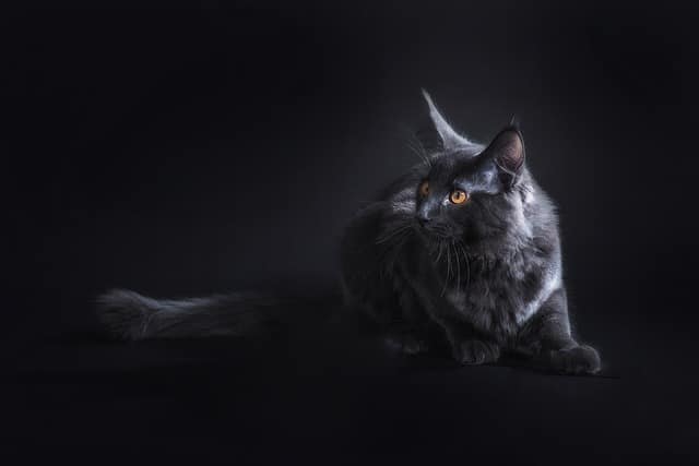 Maine Coon