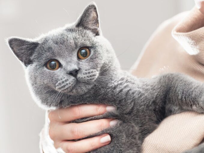 Education du British Shorthair