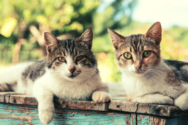race de chat