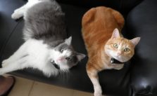 Collier anti-fugue pour chat : avantages, choix, prix