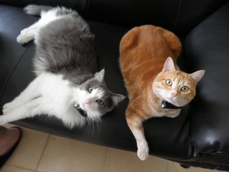 Collier anti-fugue pour chat : avantages, choix, prix