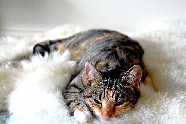 dormir avec son chat