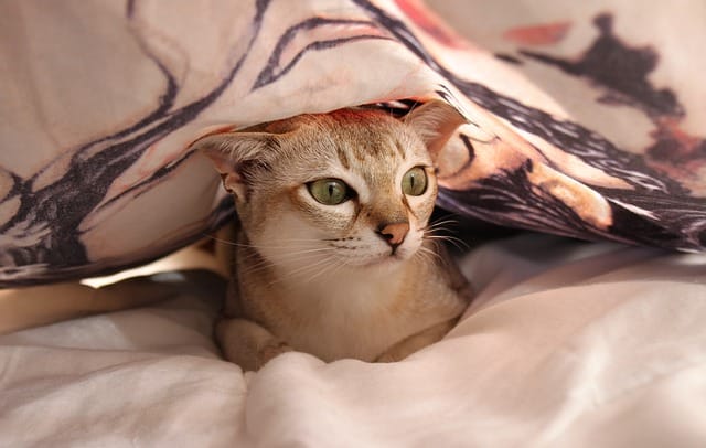 La compagnie nocturne du chat est agréable