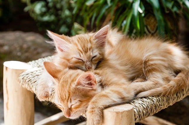 dormir avec des chatons