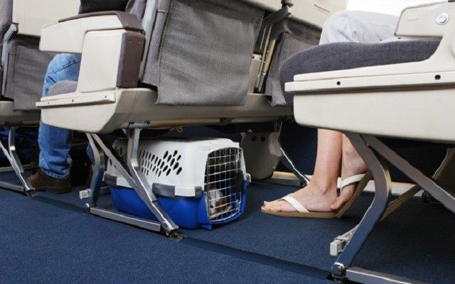 cage avion chat