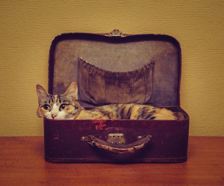 Le guide pour prendre l’avion avec votre chat en sécurité