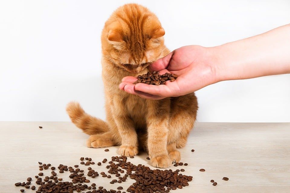 croquettes pour chat