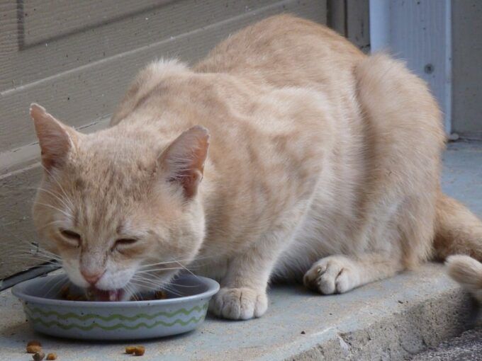 croquettes pour chat