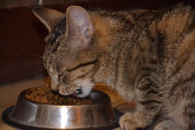 croquettes pour chat