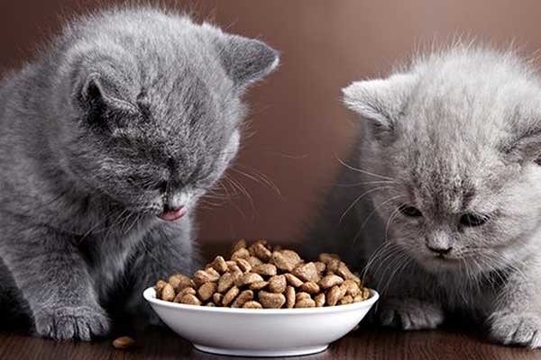 nourriture seche chat