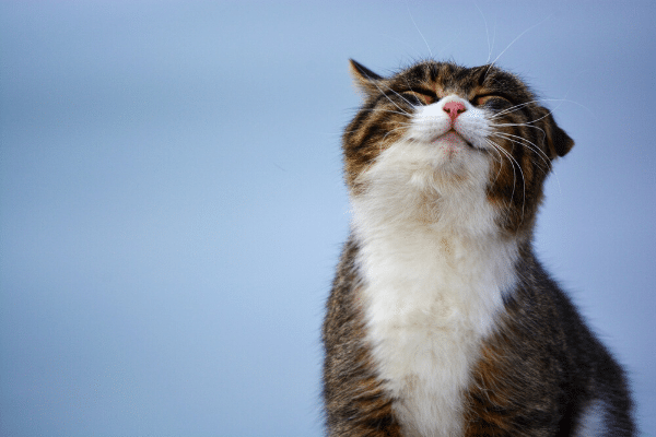 chat heureux