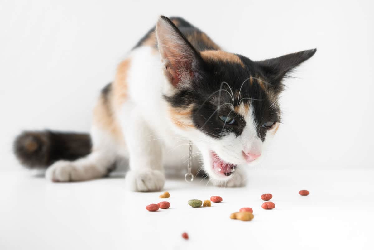 Comment empêcher mon chat de vomir après son repas