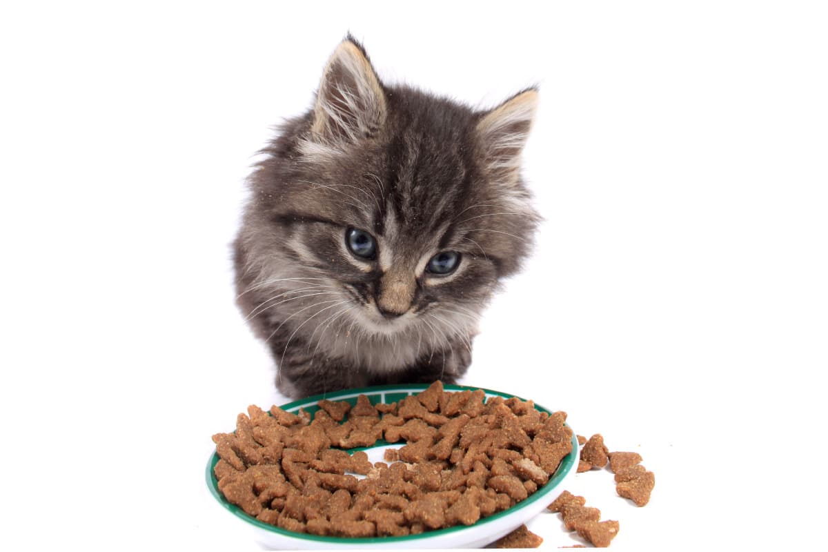 Chat Qui Fait Comme Si Il Allait Vomir Comment empêcher mon chat de vomir après son repas