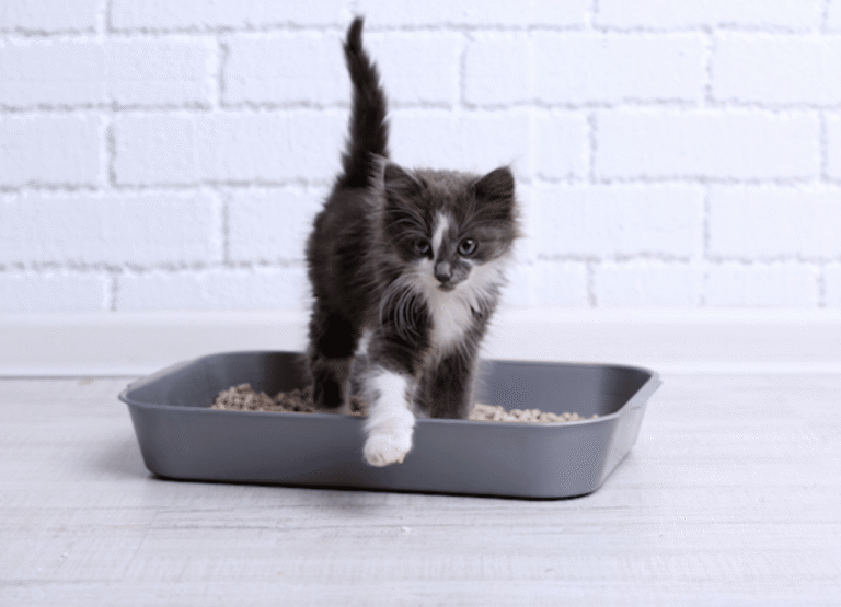 Pour mon chat 2