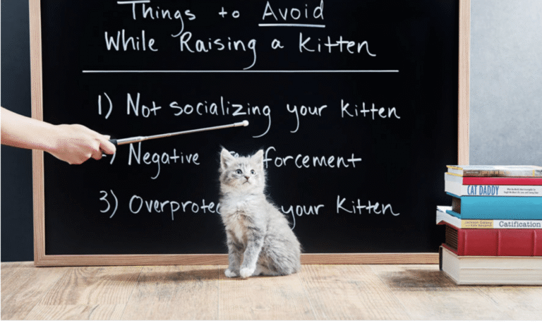 pour mon chat 1