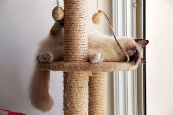 Arbre à chat
