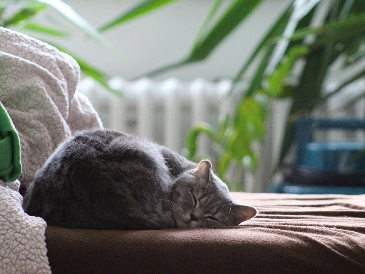 chat