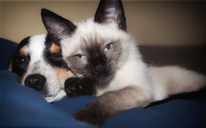 cohabiter un chien et un chat