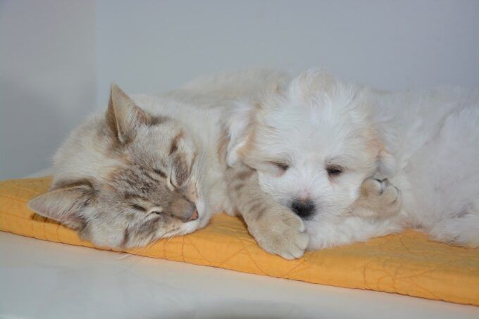 cohabiter un chien et un chat