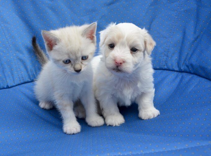cohabiter un chien et un chat