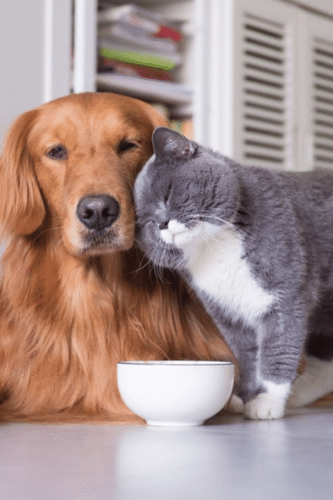 cohabiter un chien et un chat