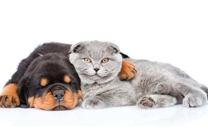 rottweiler avec british shorthair