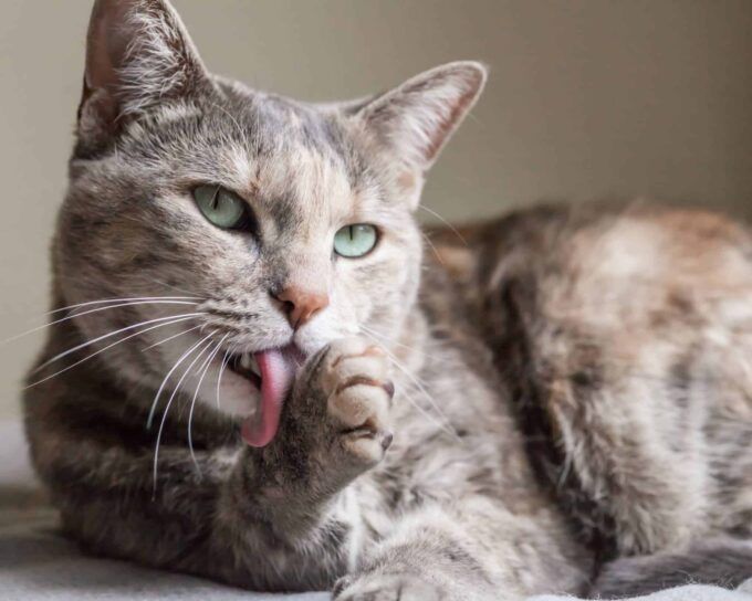 toilette chat