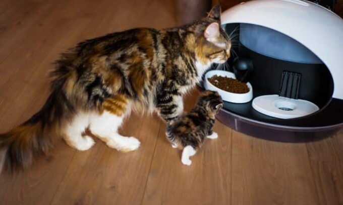 Distributeur croquettes chat