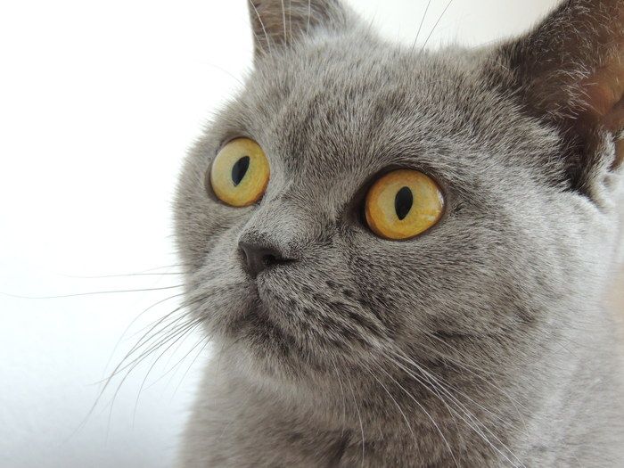 british shorthair chat senior