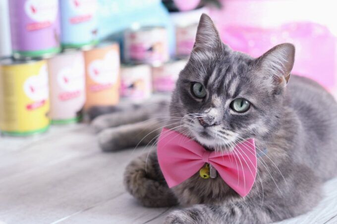 croquettes chat pas cher