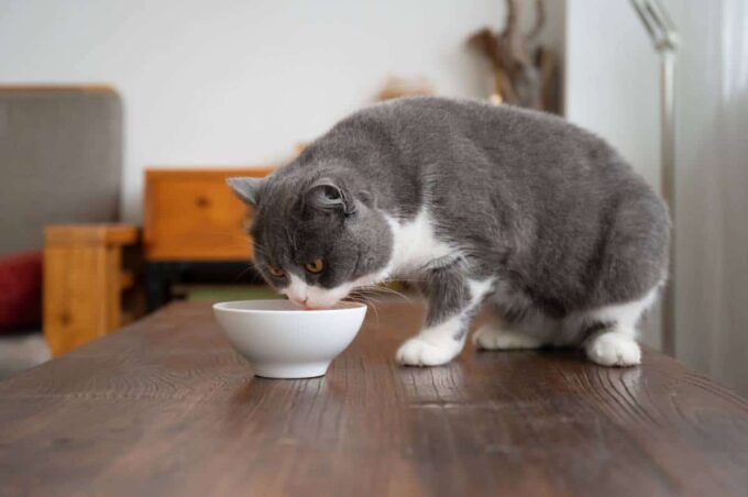 croquettes chat pas cher