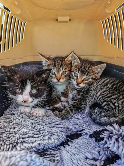 caisse de transport chat et chaton
