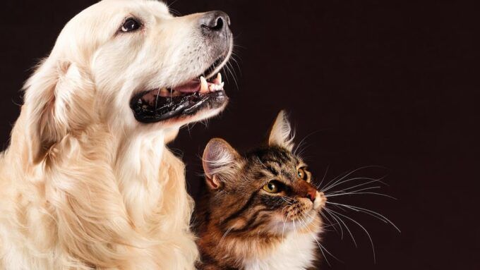 Chien et chat