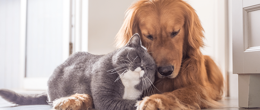 Chien et chat