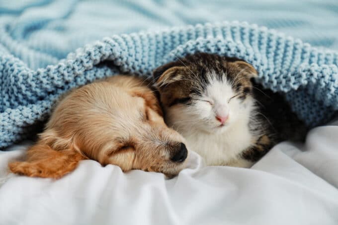 Chien et chat