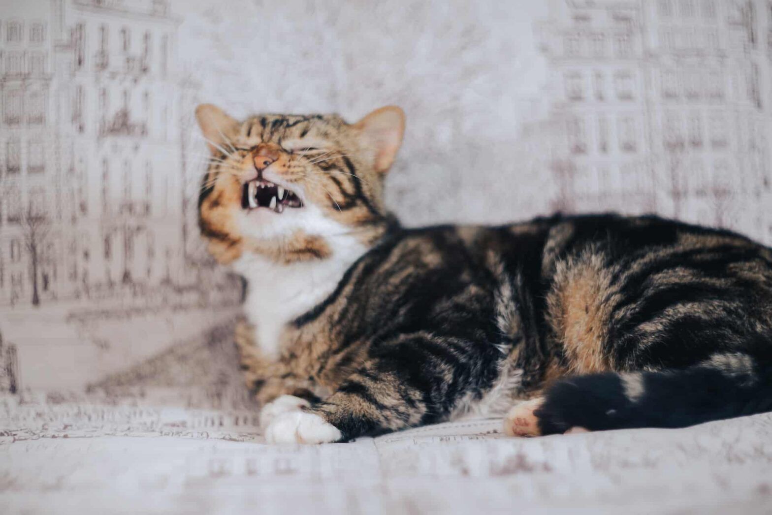 chat