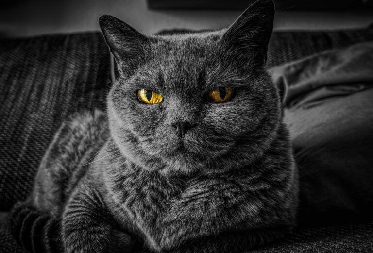 distributeur de croquettes connecté pour chat
