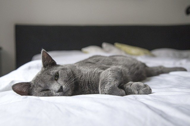 chat sur lit