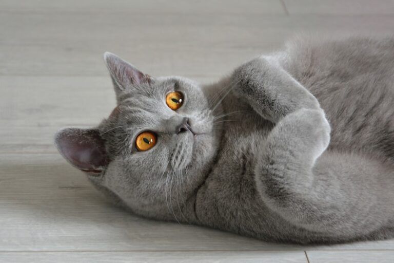 british_shorthair