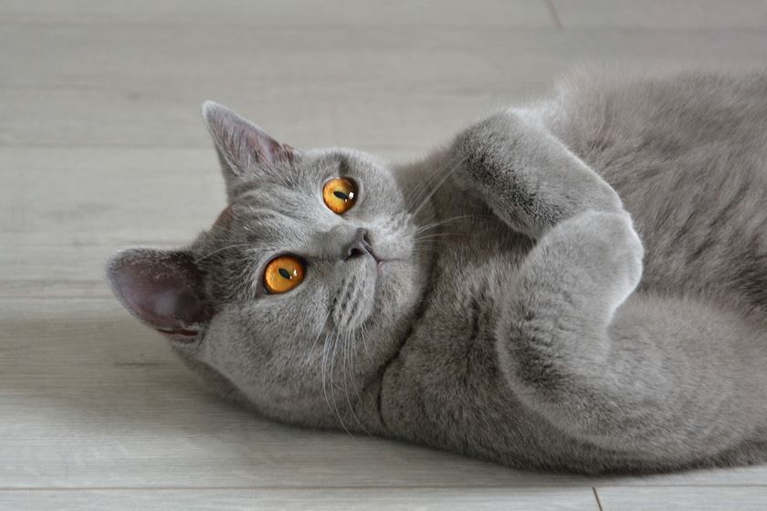 british_shorthair
