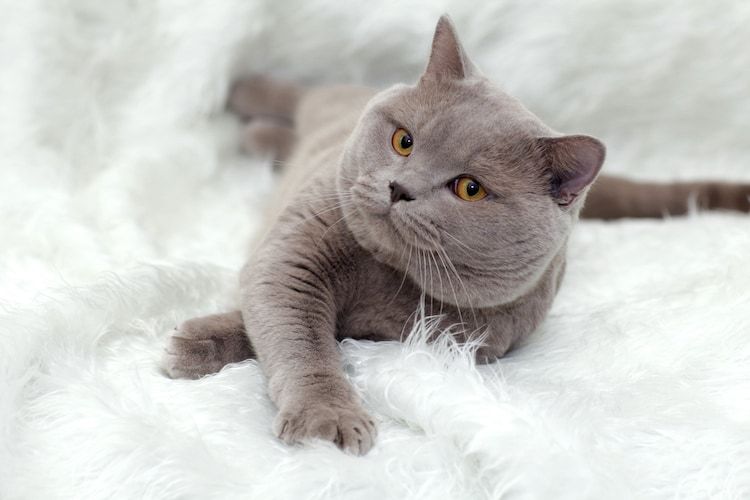 british_shorthair