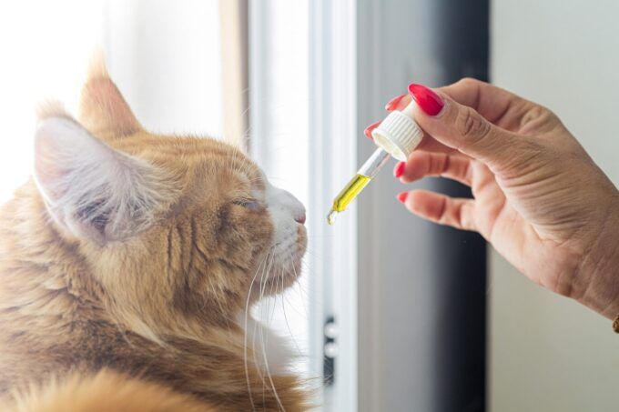 huile de CBD pour chat