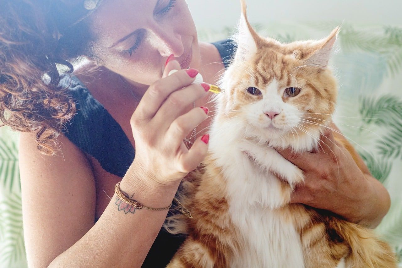 huile de CBD pour chat