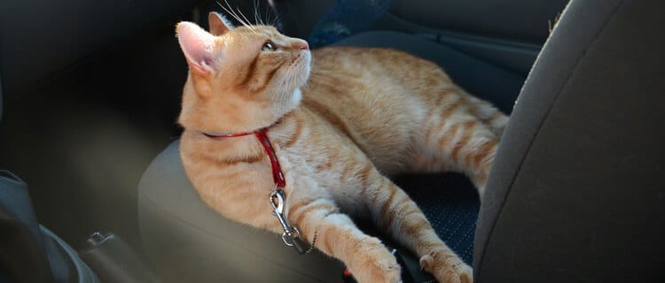 chat voiture